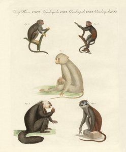 Cinco tipos de macacos (gravura colorida) de German School