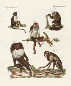 Cinco tipos de macacos de German School
