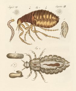 Pulgas e insetos