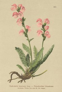 Lousewort cor-de-rosa de carne (Pedicularis incarnata) de German School