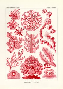 Florideae ou Rhodophyceae, 1899-1904 de German School
