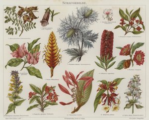 Flores (cor litho) de German School