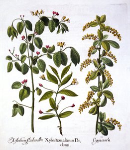 Fly Honeysuckle e Hawthorn, de Hortus Eystettensis, por Basil Besler (1561-1629), pub. 1613 (gravura colorida à mão) de German School