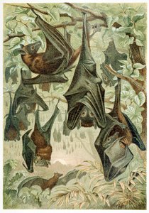 Flying Foxes, de Brehms Tierleben, pub. Litografia colorida de 1860, 1860. de German School