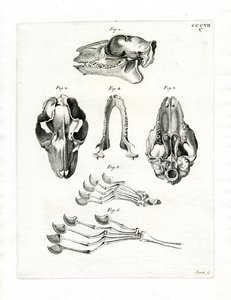 Flying Lemur Skull (gravura colorida) de German School