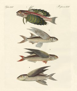 Peixe voador de German School