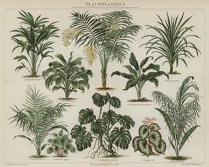 Plantas de folhagem (cor litho) de German School