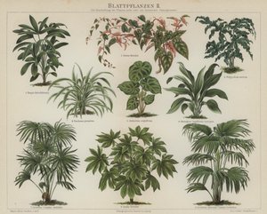 Plantas de folhagem (cor litho) de German School