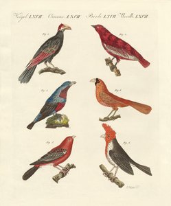 Pássaros de beleza estrangeira (gravação colorida) de German School