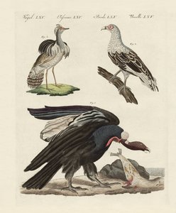 Aves estrangeiras (gravura colorida) de German School