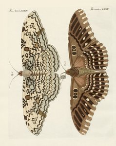 Borboletas estrangeiras (gravura colorida) de German School