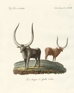 Mamíferos estrangeiros (gravura colorida) de German School