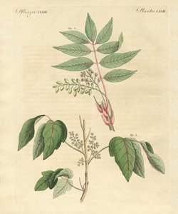 Plantas venenosas estrangeiras de German School