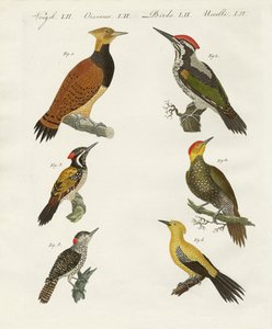 Wookpeckers estrangeiros de German School