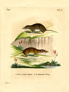 Musaranho da Floresta (gravura colorida) de German School