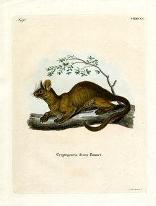 Fossa (gravura colorida) de German School