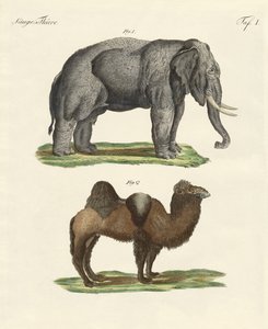 Animais de quatro pés (gravura colorida) de German School
