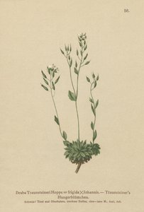 Whitlow-grass Frigid (Draba Traunsteineri, Draba frigida) de German School