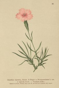Rosa franjada (Dianthus Monspessulanus, Dianthus alpestris, Dianthus alpicola) de German School