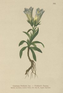 Froelichs genciana (Gentiana Froelichii) de German School