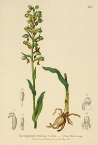 Orquídea-sapo (Coeloglossum viride) de German School