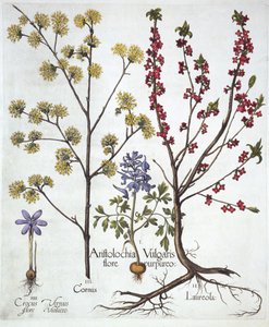 Fumewort, Daphne mezereum, Cornelian Cherry e Spring Crocus, de Hortus Eystettensis, de Basil Besler (1561-1629), pub. 1613 (gravura colorida à mão) de German School