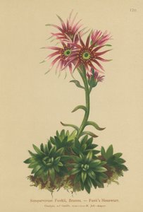 Funks Hen e Chicks (Sempervivum Funkii) de German School