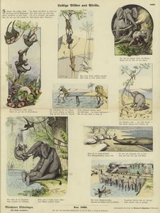 Fotos engraçadas da África