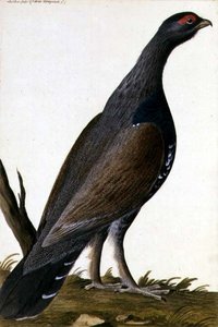 Game Bird, c.1740 (aquarela sobre papel) de German School
