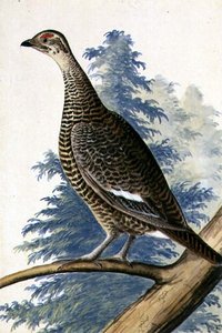 Game Bird, c.1740 (aquarela sobre papel) de German School