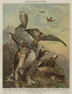 Aves de rapina alemãs (cor litho) de German School