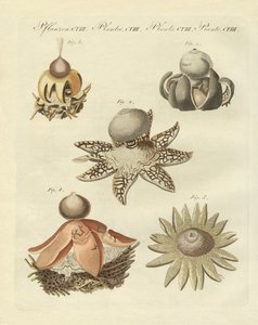 Geaster alemão (gravura colorida) de German School