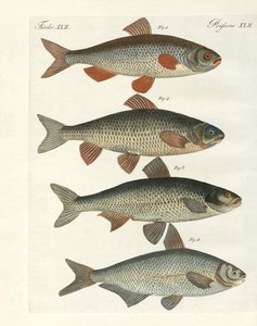 Peixe do rio alemão de German School