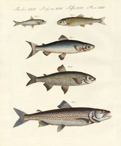 Peixe do rio alemão de German School