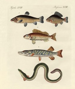 Peixe de mar alemão de German School