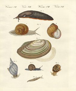 Caracóis alemães (gravura colorida) de German School