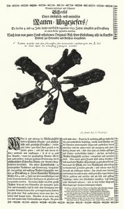 Ratos gigantes apanhados em Estrasburgo em 1683 (gravura) de German School