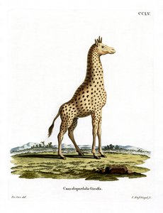Girafa (gravura colorida) de German School