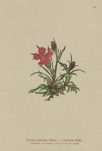 Geleira rosa (Dianthus glacialis) de German School