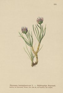 Rampion com cabeça de globo (Phyteuma hemisphaericum) de German School