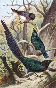 Estorninhos Brilhantes, prato de "Brehms Tierleben": Allgemeine Kunde des Tierreichs", vol 4, p. 392, publicado pelo Bibliographisches Institut de German School