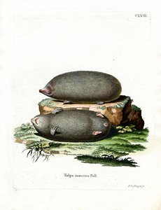 Golden Mole (gravação a cores) de German School