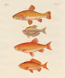 Peixes dourados (gravura colorida) de German School