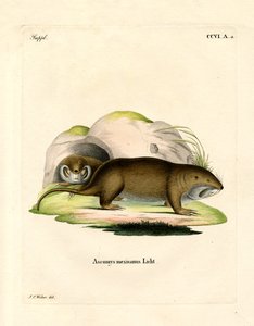 Gopher (gravura colorida) de German School