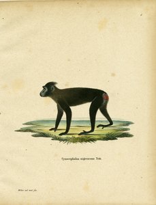 Gorontalo Macaque (gravação a cores) de German School