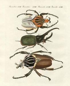 Grandes e raros escaravelhos estrangeiros (gravura colorida) de German School