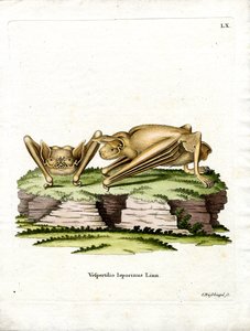 Morcego Bulldog Grande (gravura colorida) de German School