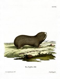 Greater Mole Rat (gravura colorida) de German School