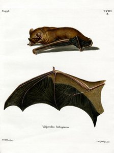 Morcego Noctule Maior (gravação a cores) de German School