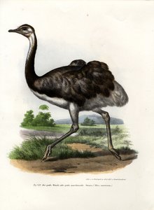 Maior Rhea, 1864 de German School